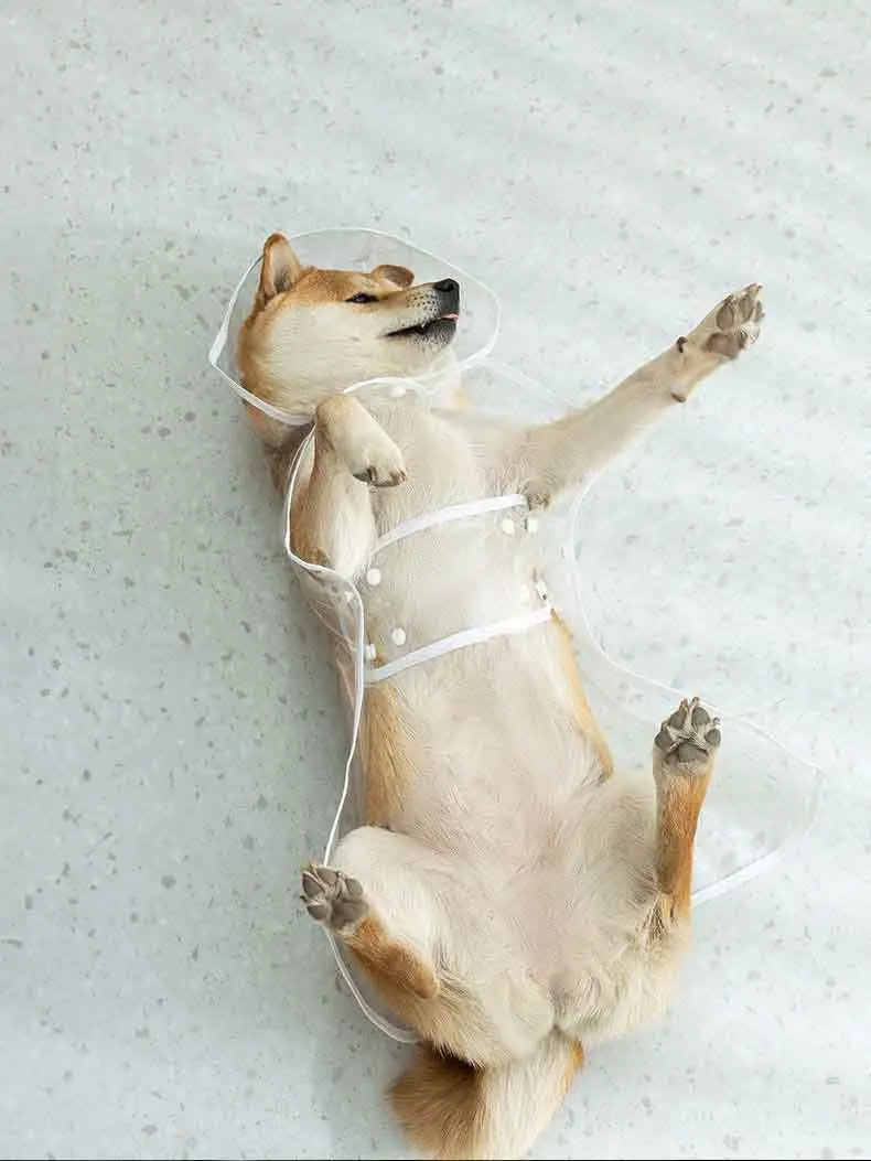 ClearWalk Transparent Dog Raincoat with Hood